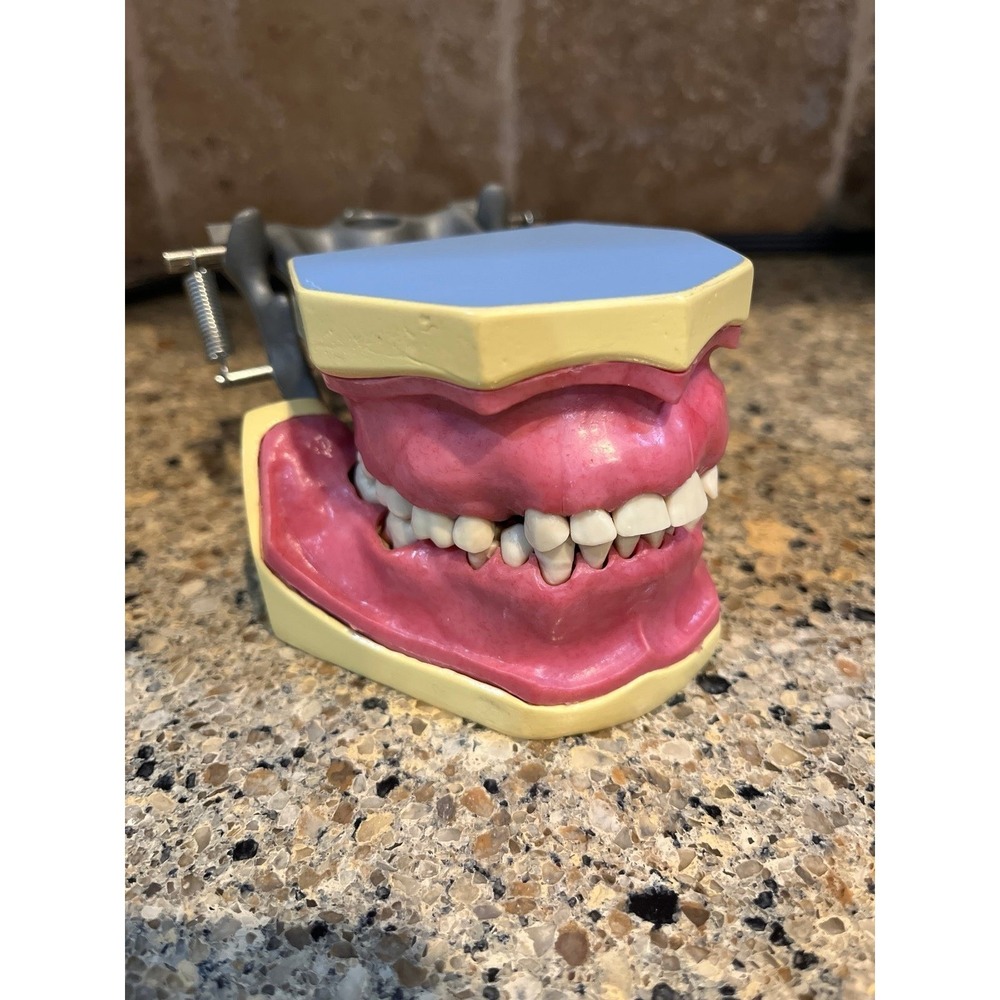 Typodont dental hygienist perio removable gums teaching tool hygienist